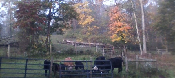 cattle on new feed